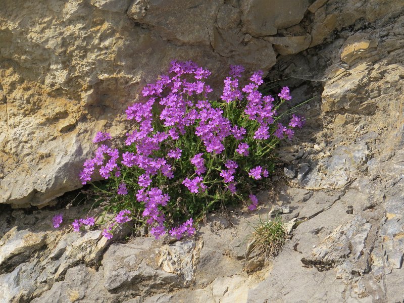 (34) Fairy Foxglove (erinus lpinus).JPG